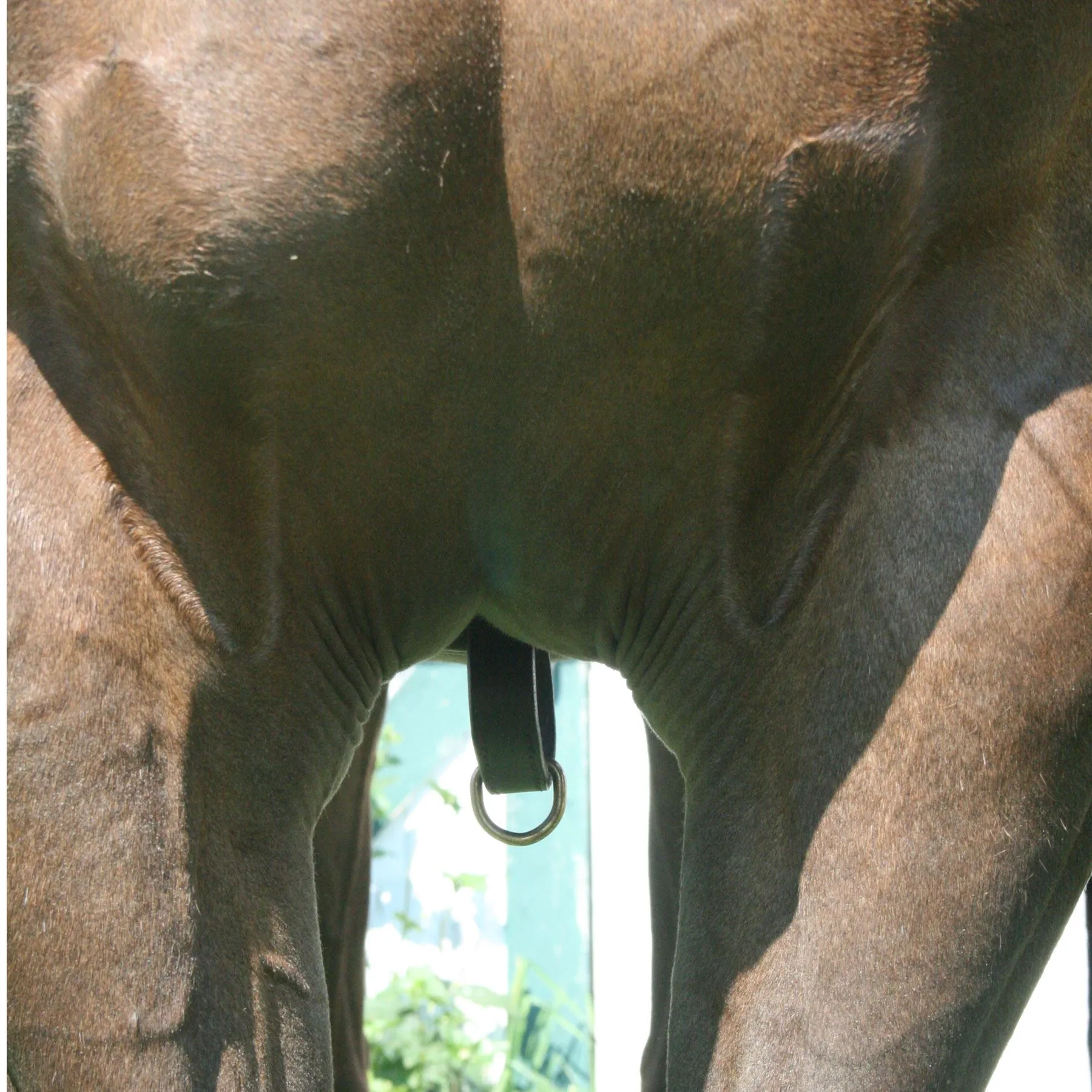 Billy Royal® Girth Attachment 2 Billy Royal® Girth Attachment - Image 2