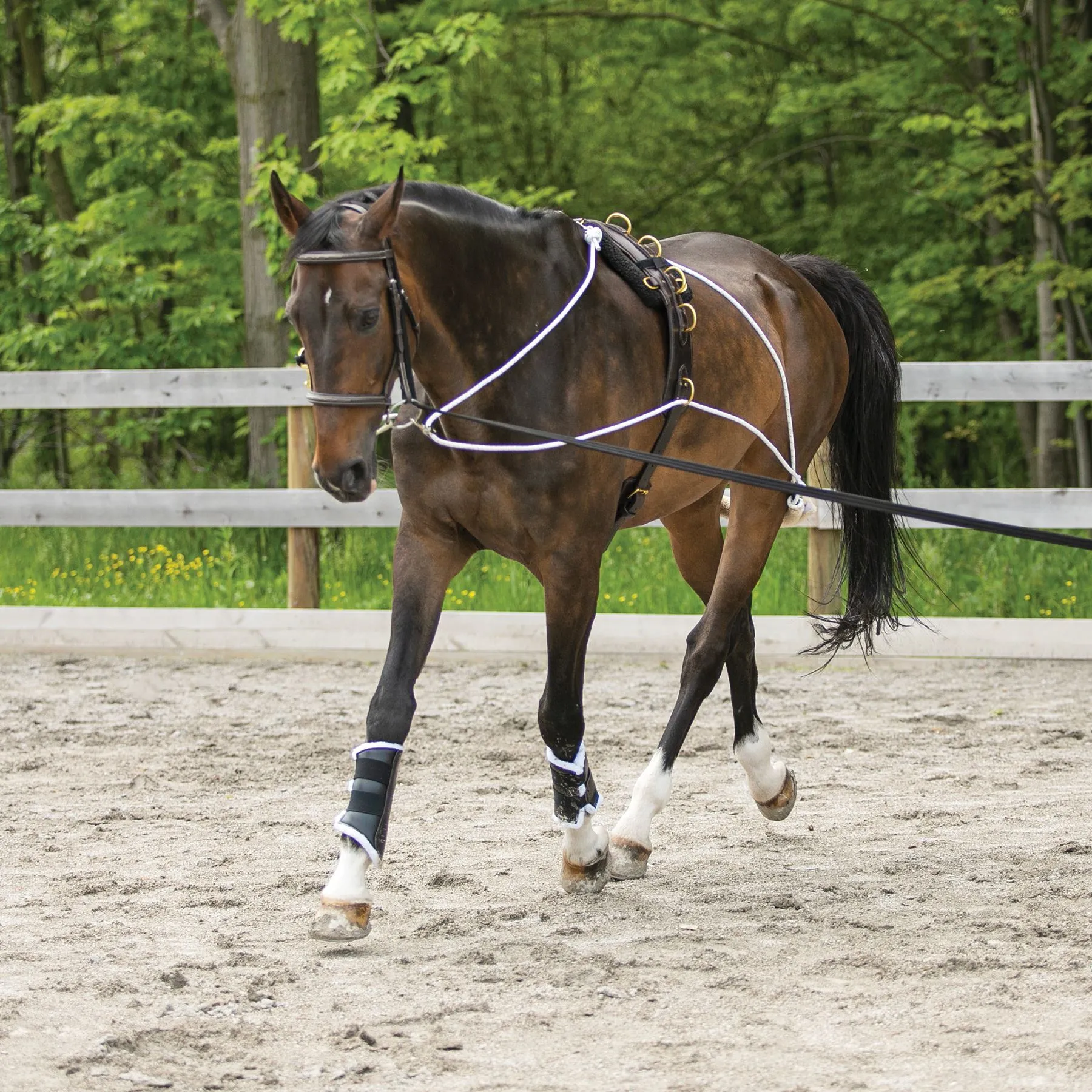 Schneiders Advanced European Training System 11 Schneiders Advanced European Training System - Image 11