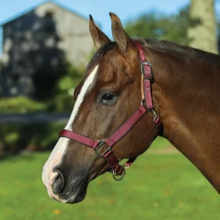 Dura-Tech® Deluxe Fully Padded Nylon Breakaway Halter