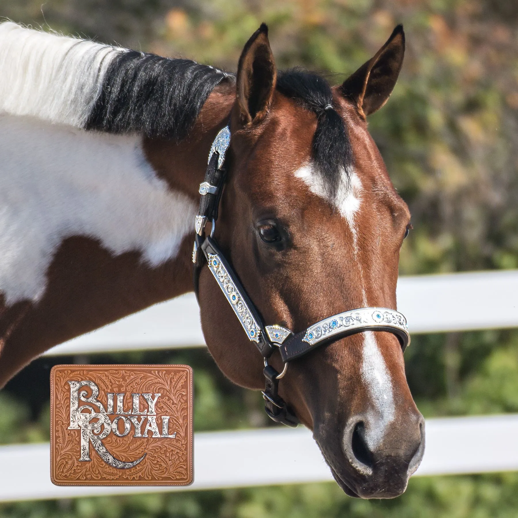 Billy Royal® Fort Worth Supreme Show Halter 2 Billy Royal® Fort Worth Supreme Show Halter - Image 2