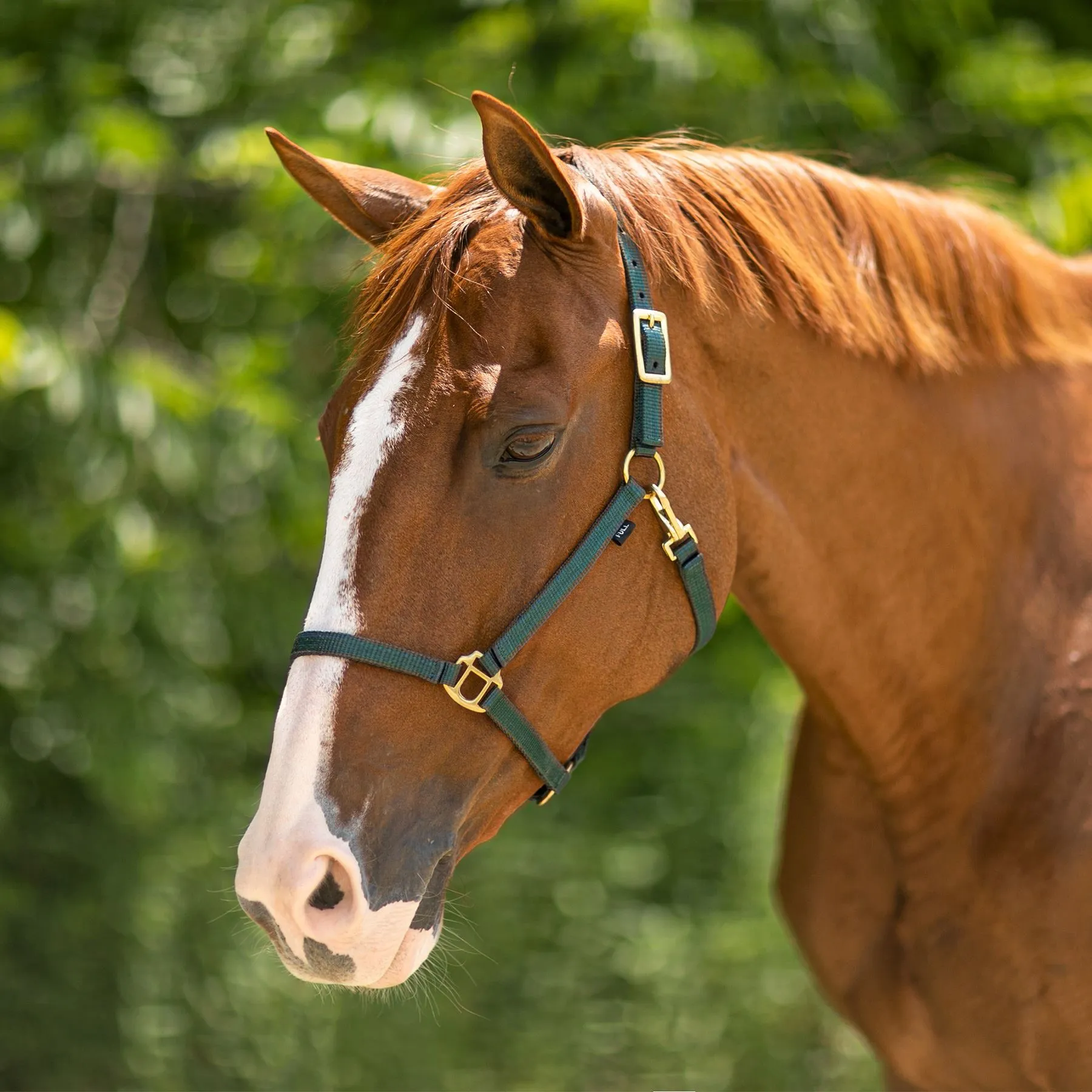 Dura-Tech® 3/4" Economy Nylon Halter 1 Dura-Tech® 3/4" Economy Nylon Halter