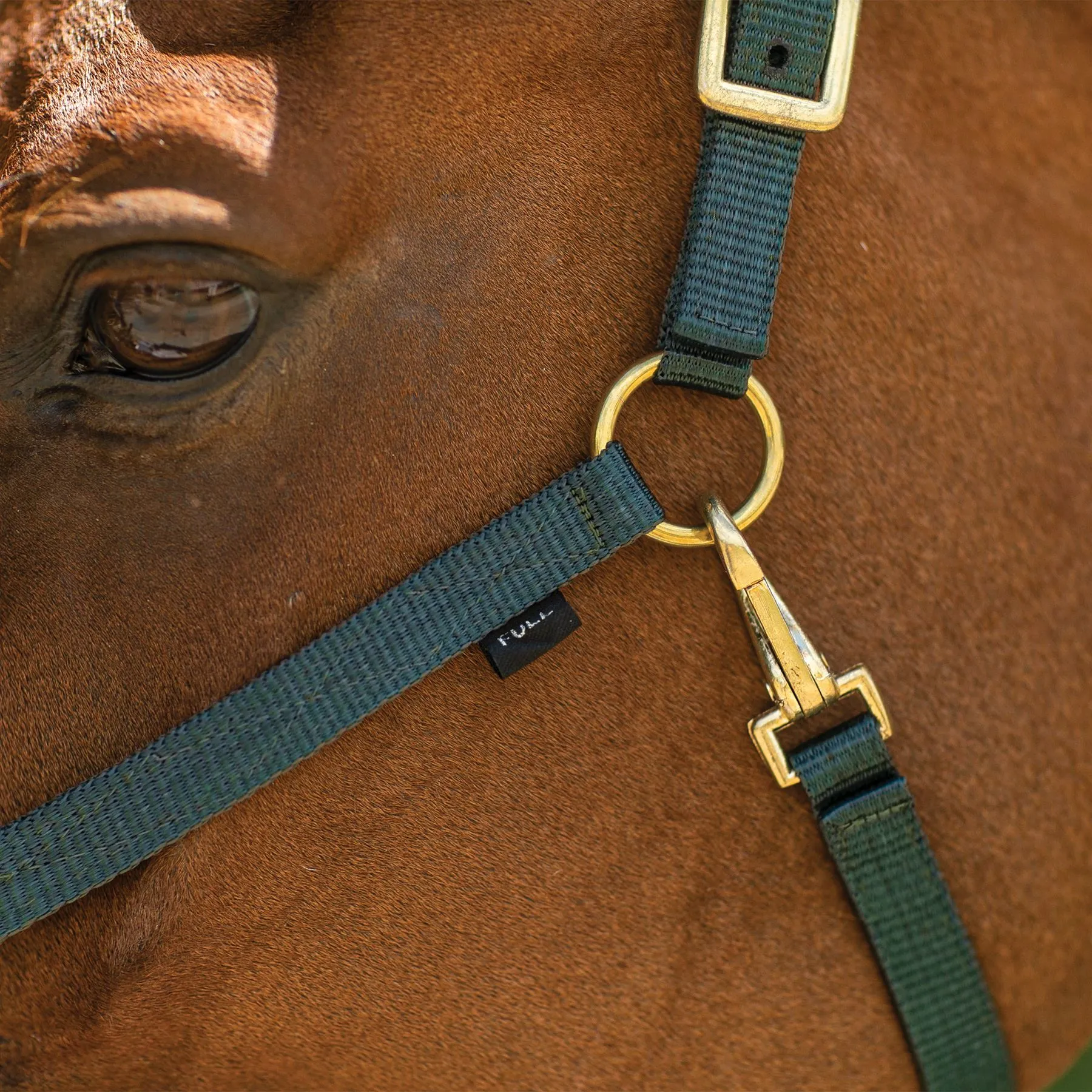 Dura-Tech® 3/4" Economy Nylon Halter 4 Dura-Tech® 3/4" Economy Nylon Halter - Image 4