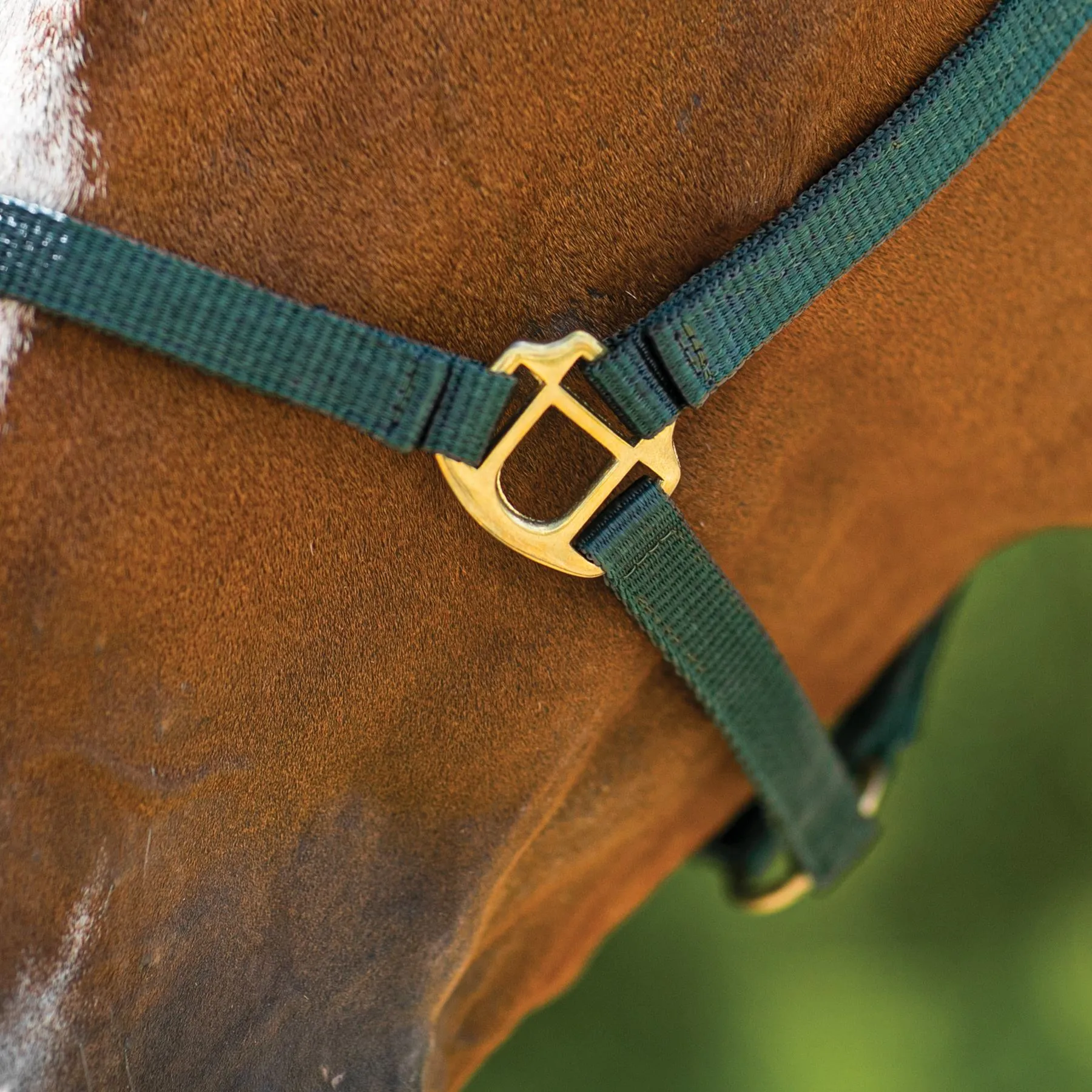 Dura-Tech® 3/4" Economy Nylon Halter 5 Dura-Tech® 3/4" Economy Nylon Halter - Image 5