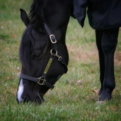 Billy Royal® Keeneland Deluxe Leather Halter -Weaver Leather Shop 19866 alt b