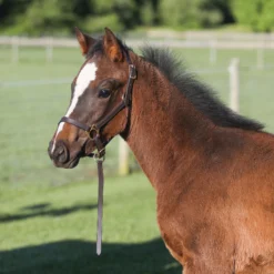 Premier® Premier Leather Foal Halter - Weanling