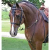 Billy Royal® Arabian Training Tack Package
