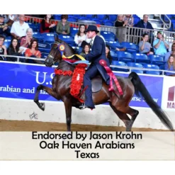 Victor Supreme Bob Hart Adjustable Arabian Training Martingale -Weaver Leather Shop 25506 prof h overlay