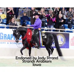 Victor Supreme Gene LaCroix Arabian Training Caveson -Weaver Leather Shop 25509 prof b overlay