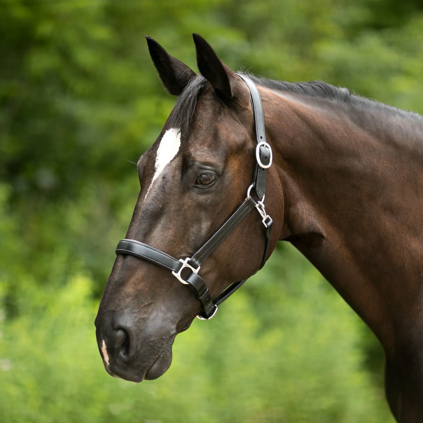 Joseph Sterling® Aachen Dressage Halter 1 Joseph Sterling® Aachen Dressage Halter