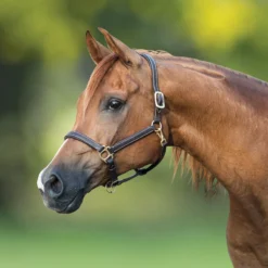 Billy Royal® Scottsdale Padded 3/4" Leather Halter