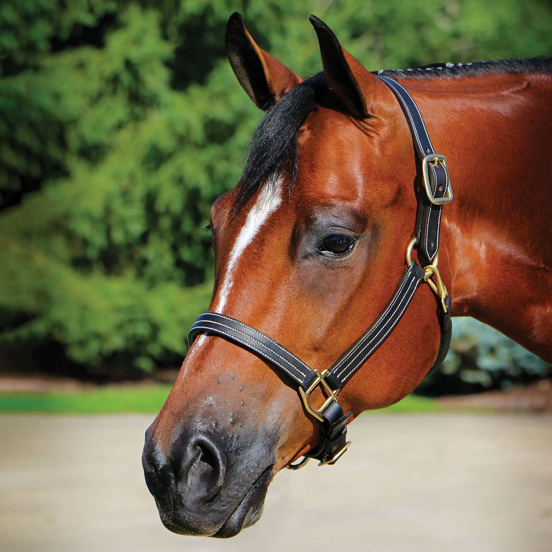 Billy Royal® Belmont Leather Halter 1 Billy Royal® Belmont Leather Halter