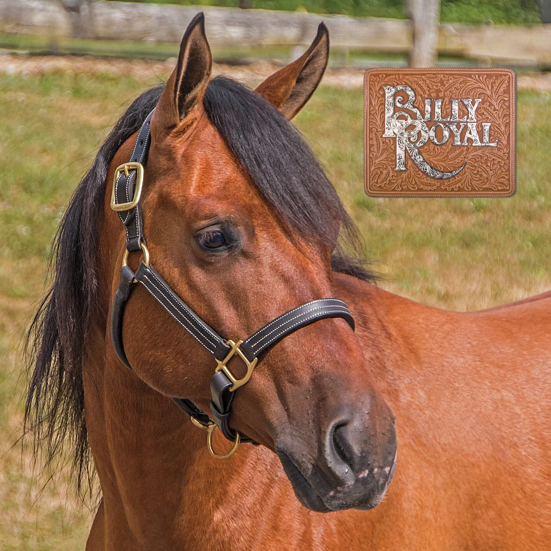 Billy Royal® Belmont Leather Halter 3 Billy Royal® Belmont Leather Halter - Image 3