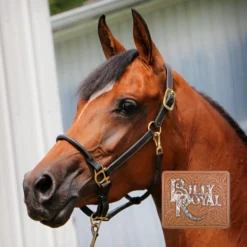 Billy Royal® Paris Rolled Nose Leather Halter 10 Billy Royal® Paris Rolled Nose Leather Halter -Weaver Leather Shop 33369 alt b