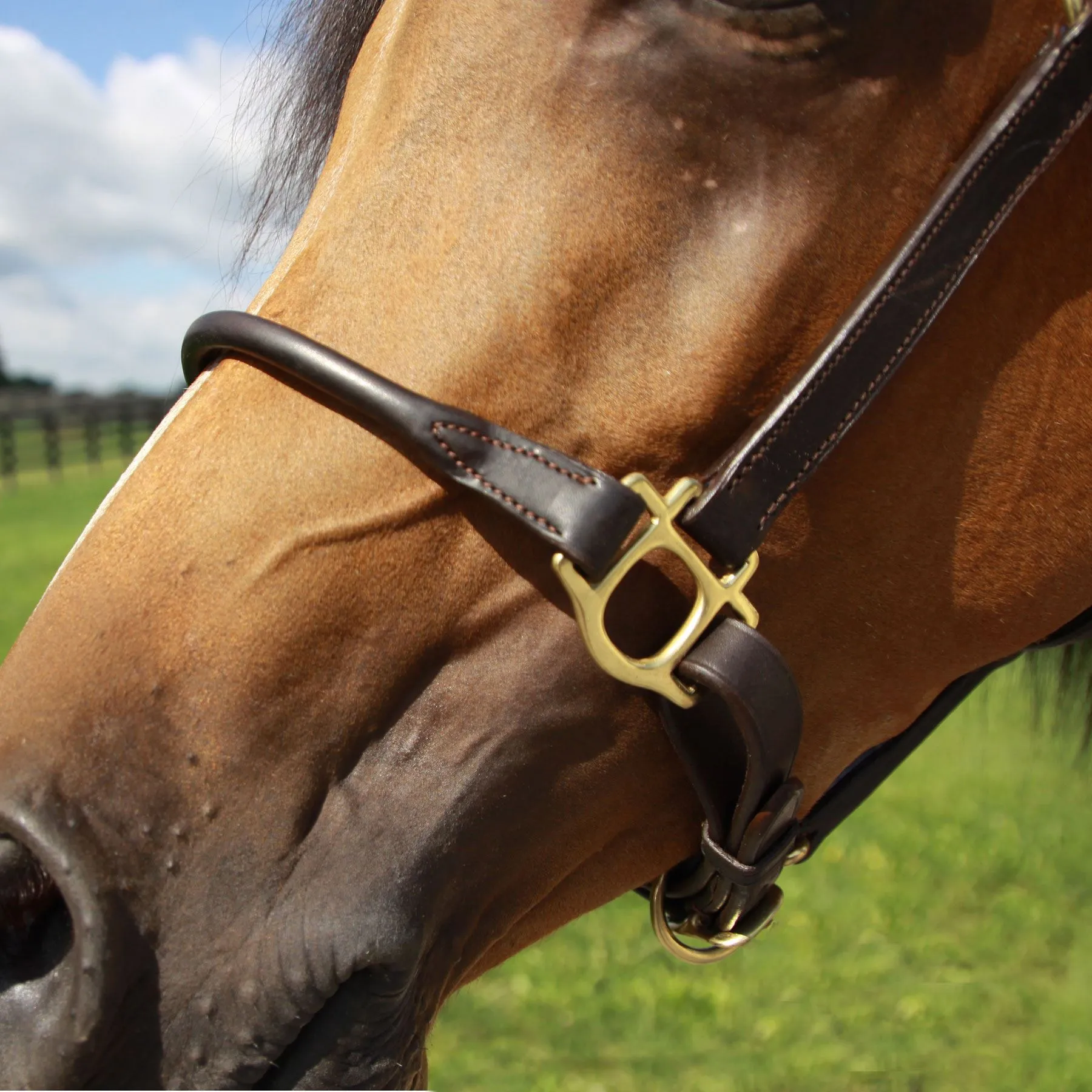 Billy Royal® Paris Rolled Nose Leather Halter 4 Billy Royal® Paris Rolled Nose Leather Halter - Image 4