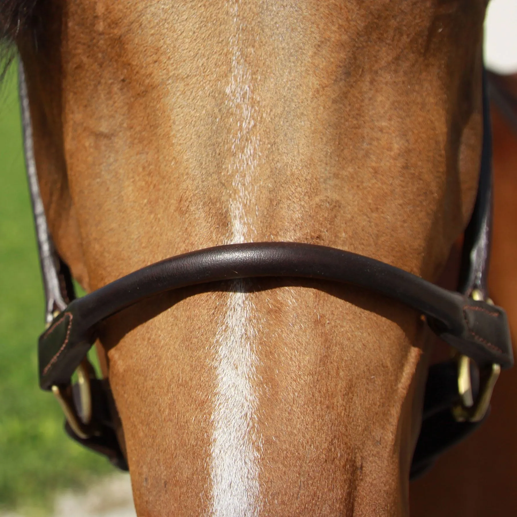 Billy Royal® Paris Rolled Nose Leather Halter 5 Billy Royal® Paris Rolled Nose Leather Halter - Image 5