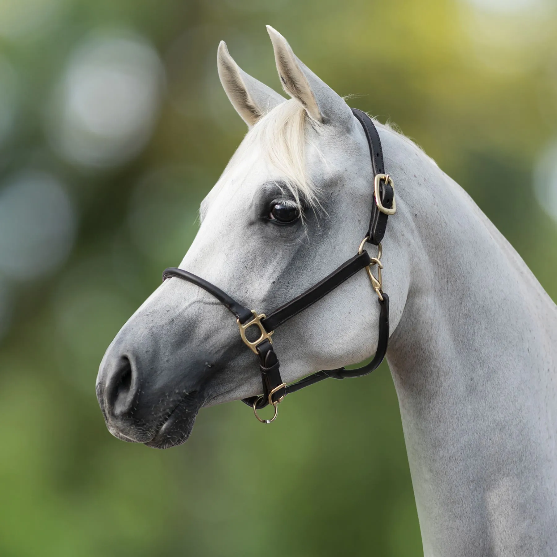 Billy Royal® Paris Rolled Nose Leather Halter 1 Billy Royal® Paris Rolled Nose Leather Halter