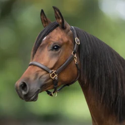 Premier® Premier Scottsdale Padded 3/4" Leather Halter