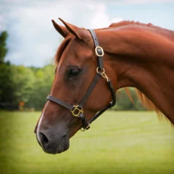 Premier® Premier Fort Worth 3/4" Leather Halter