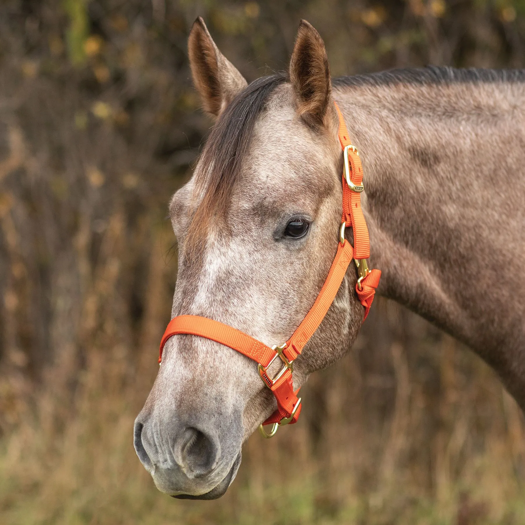 Weaver Leather Weaver Original Nylon Halter 1 Weaver Leather Weaver Original Nylon Halter