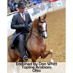 Victor Supreme David Boggs Arabian Training Halter -Weaver Leather Shop 38473 prof c overlay