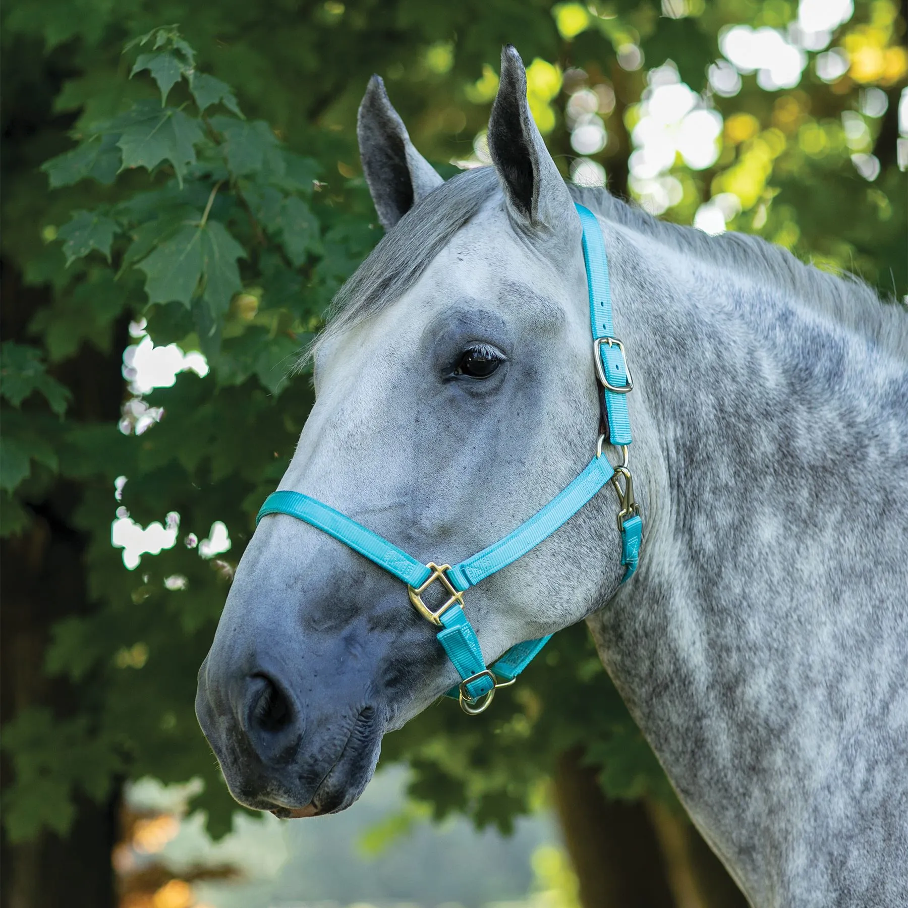 Dura-Tech® Draft Horse Nylon Breakaway Turnout Halter 1 Dura-Tech® Draft Horse Nylon Breakaway Turnout Halter