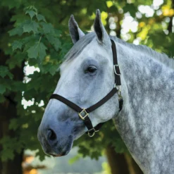Dura-Tech® Draft Horse Nylon Breakaway Turnout Halter 11 Dura-Tech® Draft Horse Nylon Breakaway Turnout Halter -Weaver Leather Shop 40136 black