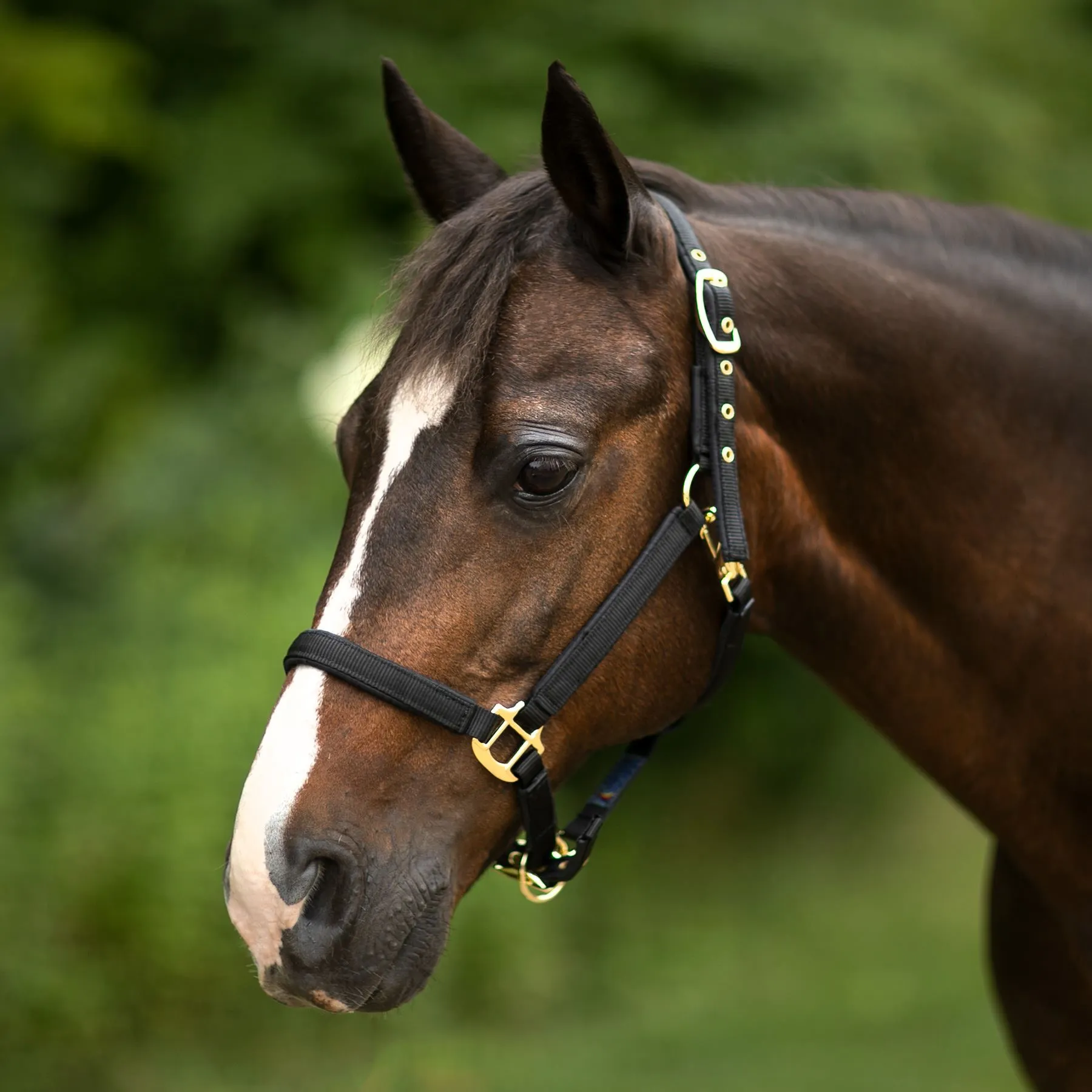 Dura-Tech® Deluxe Fully Padded 3/4" Nylon Halter 1 Dura-Tech® Deluxe Fully Padded 3/4" Nylon Halter