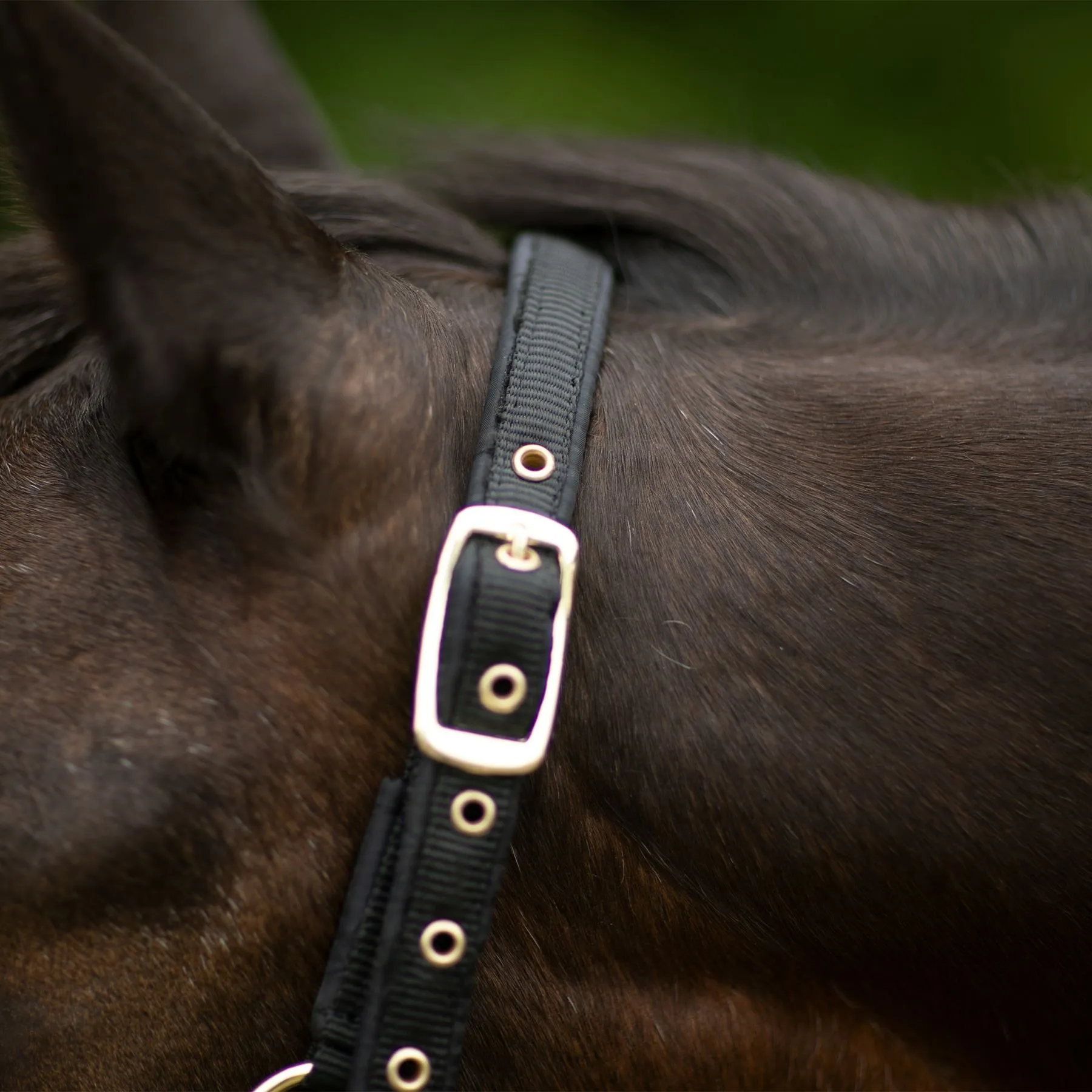 Dura-Tech® Deluxe Fully Padded 3/4" Nylon Halter 3 Dura-Tech® Deluxe Fully Padded 3/4" Nylon Halter - Image 3