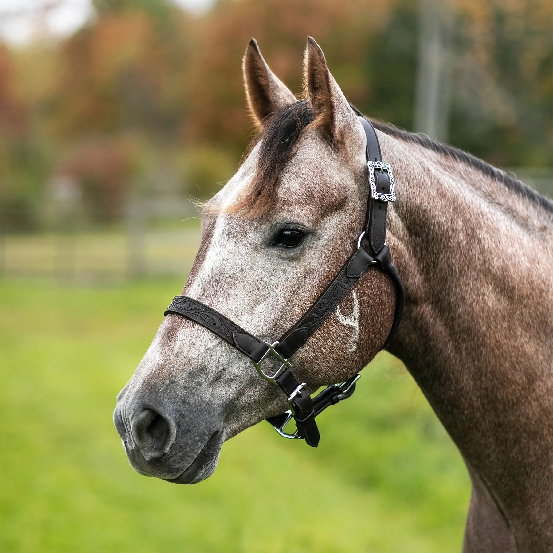 Billy Royal® Tooled Leather Show Halter 1 Billy Royal® Tooled Leather Show Halter
