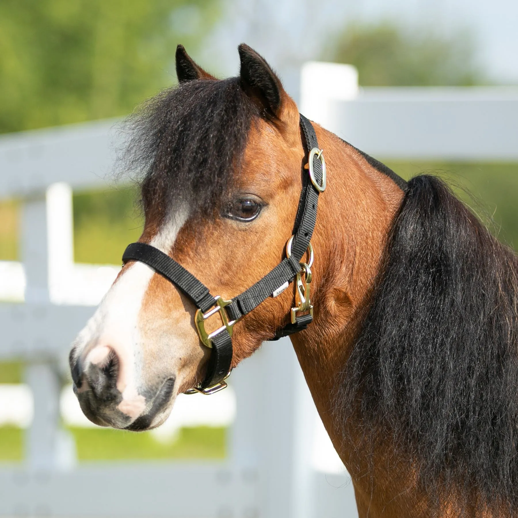 Dura-Tech Miniature Double Ply Nylon Halter For Horses 1 Dura-Tech Miniature Double Ply Nylon Halter For Horses