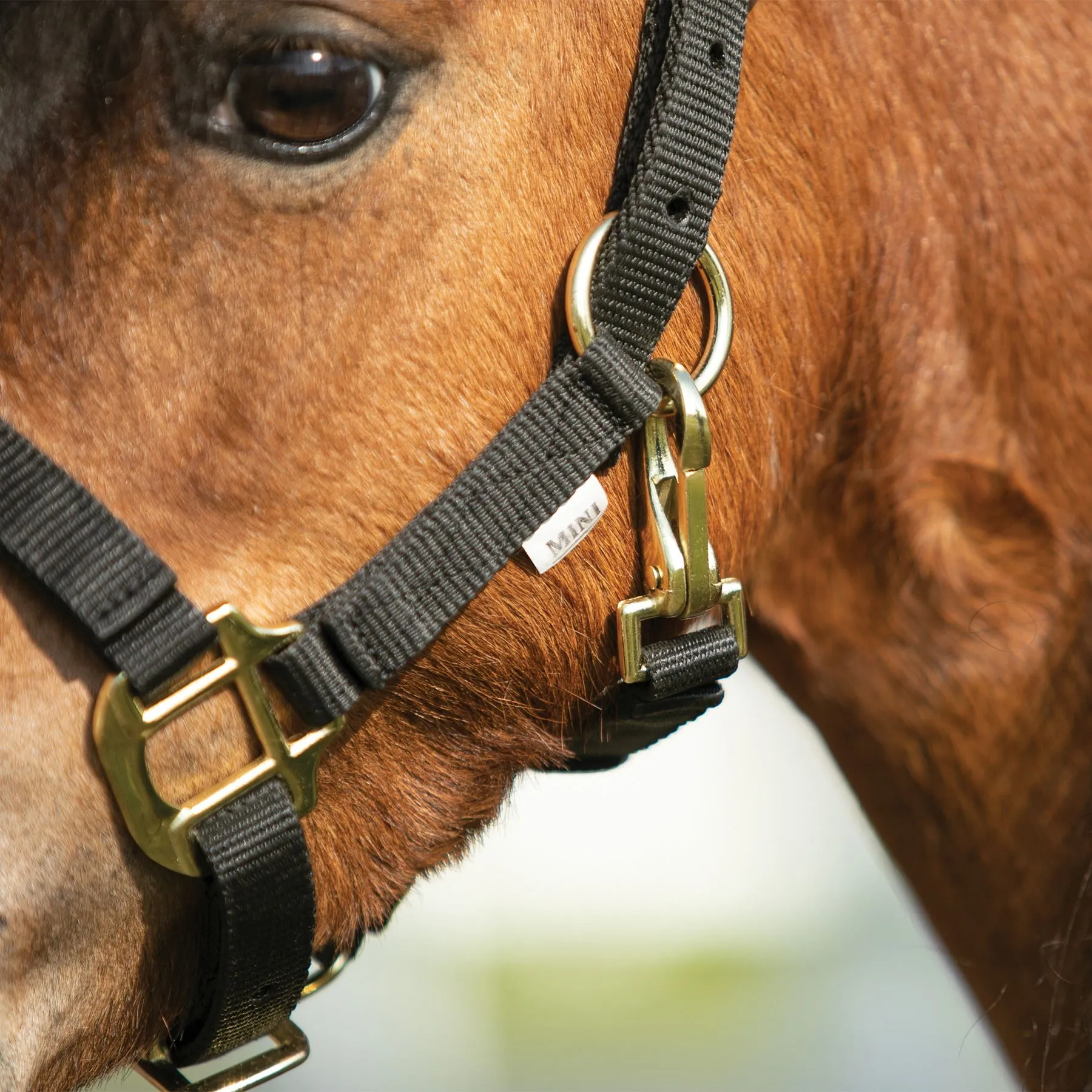 Dura-Tech Miniature Double Ply Nylon Halter For Horses 3 Dura-Tech Miniature Double Ply Nylon Halter For Horses - Image 3