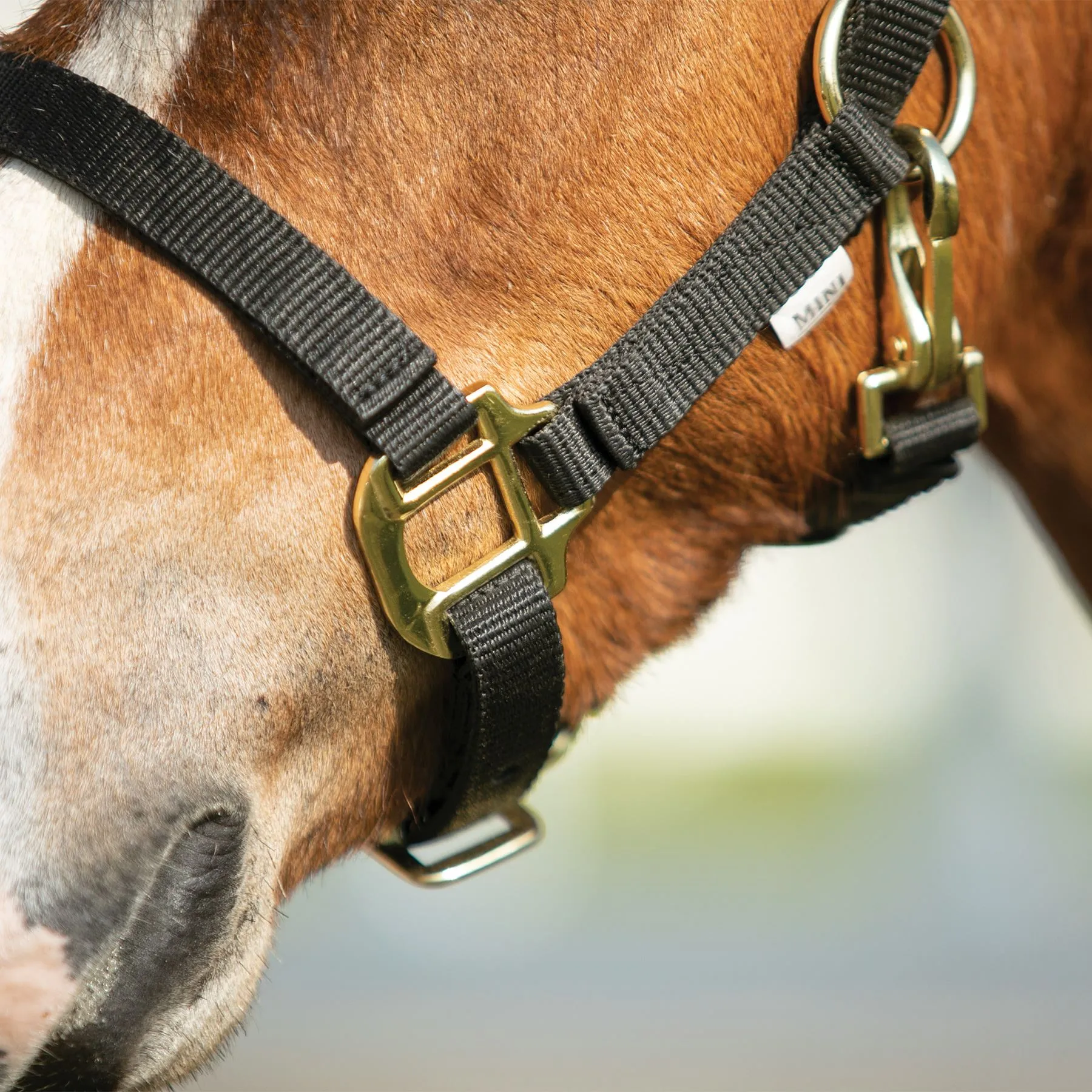 Dura-Tech Miniature Double Ply Nylon Halter For Horses 4 Dura-Tech Miniature Double Ply Nylon Halter For Horses - Image 4