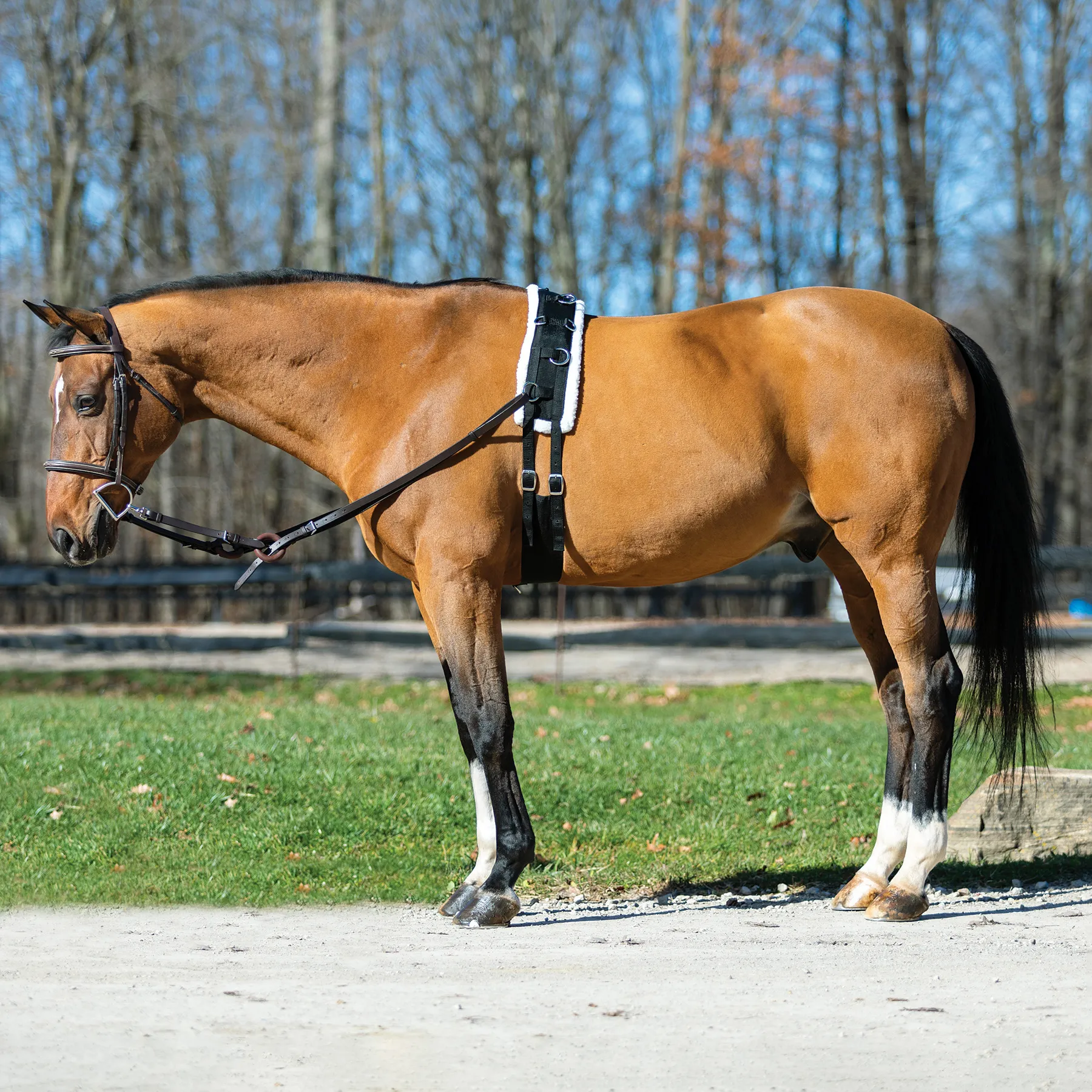 Dura-Tech Fleece Lined Training Surcingle For Horses 6 Dura-Tech Fleece Lined Training Surcingle For Horses - Image 6