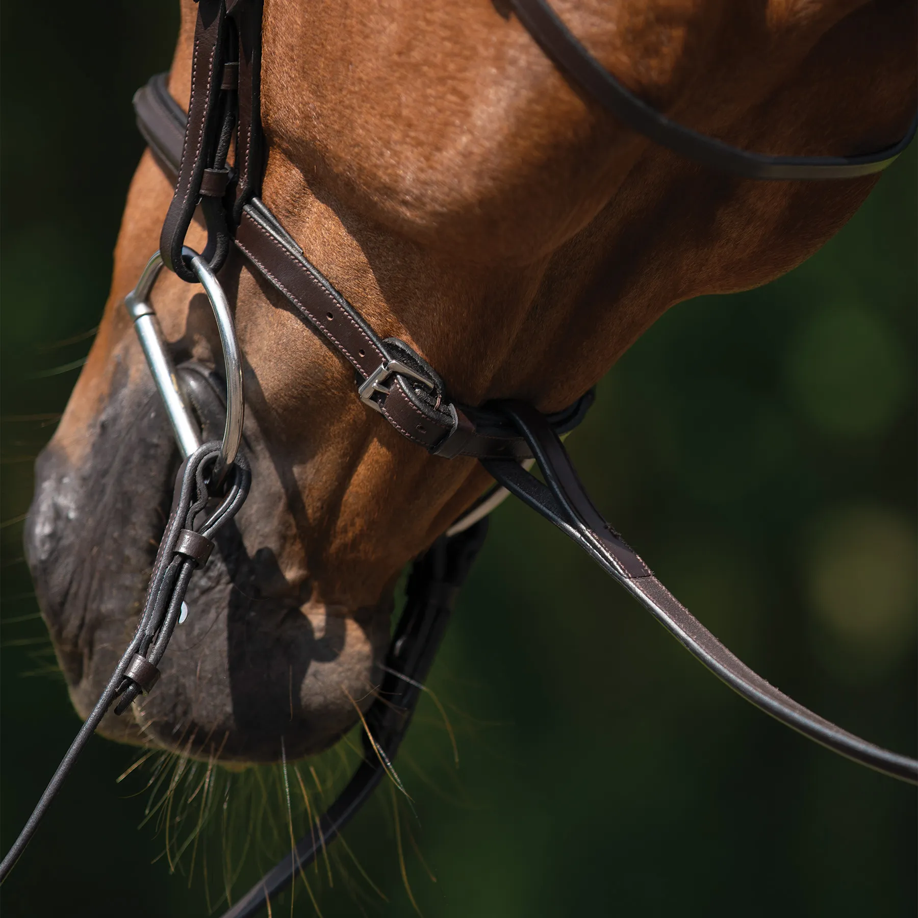 Schneiders® Raised Standing Martingale With Fancy Stitching 6 Schneiders® Raised Standing Martingale With Fancy Stitching - Image 6