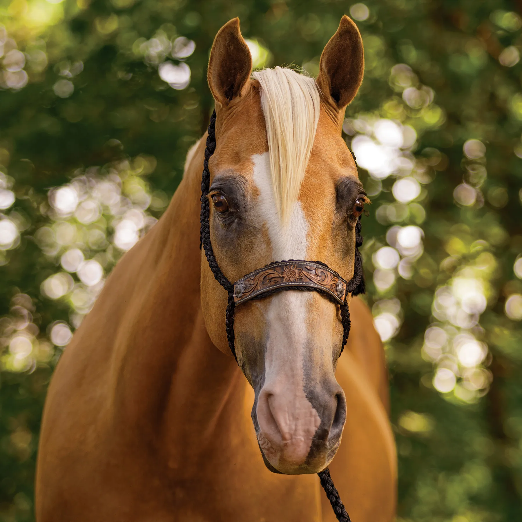 Schneiders® Mule Tape Rope Halter With Tooled Nose 2 Schneiders® Mule Tape Rope Halter With Tooled Nose - Image 2